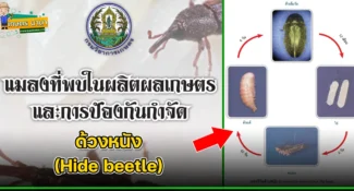 ด้วงหนัง (Hide beetle) แมลงศัตรูของเมล็ดพืช และผลิตผลเกษตร