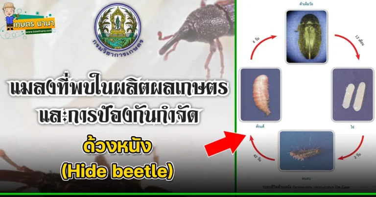 ด้วงหนัง (Hide beetle) แมลงศัตรูของเมล็ดพืช และผลิตผลเกษตร