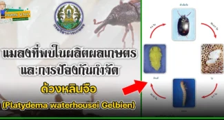 ด้วงหลินจือ (Platydema waterhousei Gelbien) แมลงศัตรูของเมล็ดพืช และผลิตผลเกษตร