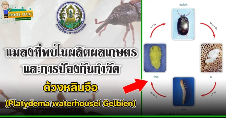 ด้วงหลินจือ (Platydema waterhousei Gelbien) แมลงศัตรูของเมล็ดพืช และผลิตผลเกษตร