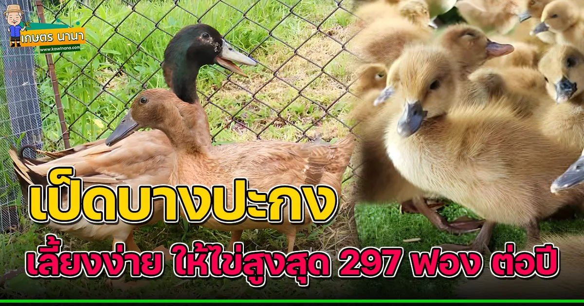 เป็ดบางปะกง เลี้ยงง่าย ให้ไข่สูงสุด 297 ฟอง ต่อปี - เกษตร นานา Kaset NaNa