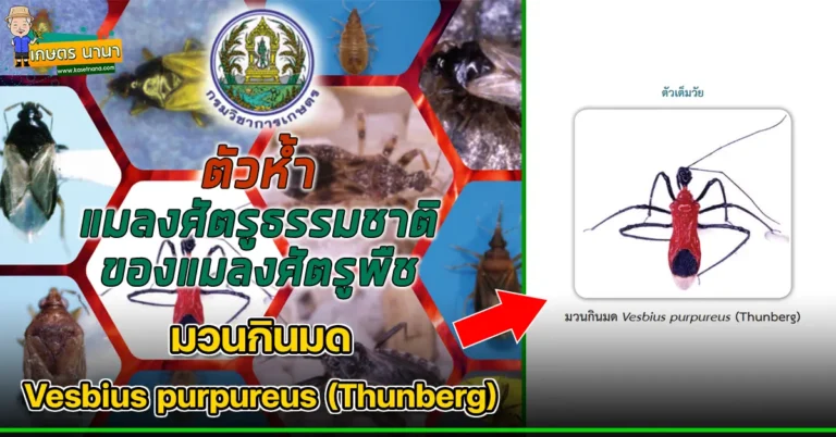 ตัวห้ำ มวนกินมด Vesbius purpureus (Thunberg) แมลงศัตรูธรรมชาติ ของแมลงศัตรูพืช