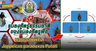 ตัวห้ำ มวนจอพพีคัส Joppeicus paradoxus Puton แมลงศัตรูธรรมชาติ ของแมลงศัตรูพืช