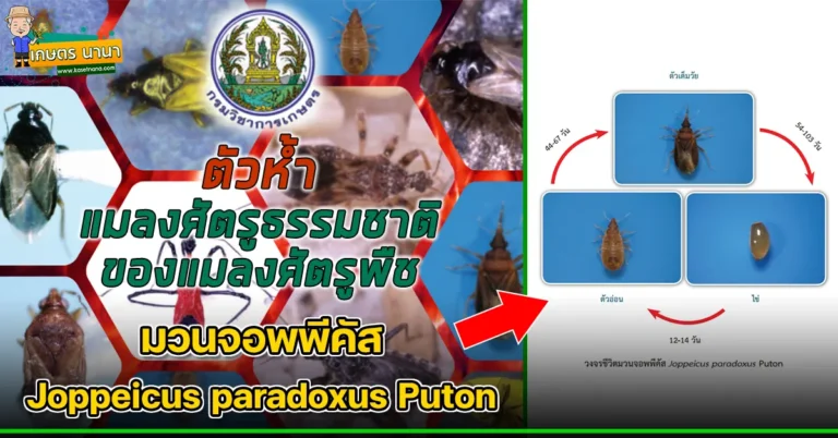 ตัวห้ำ มวนจอพพีคัส Joppeicus paradoxus Puton แมลงศัตรูธรรมชาติ ของแมลงศัตรูพืช