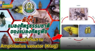 ตัวห้ำ มวนดำก้นลาย Amphibolus venator (Klug) แมลงศัตรูธรรมชาติ ของแมลงศัตรูพืช