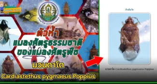 ตัวห้ำ มวนตาโต Cardiastethus pygmaeus Poppius แมลงศัตรูธรรมชาติ ของแมลงศัตรูพืช