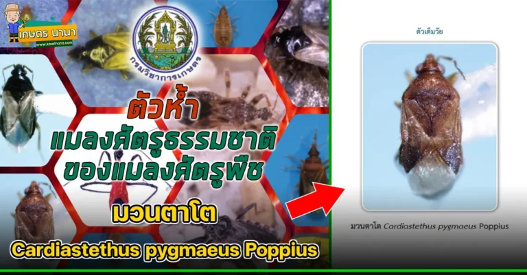 ตัวห้ำ มวนตาโต Cardiastethus pygmaeus Poppius แมลงศัตรูธรรมชาติ ของแมลงศัตรูพืช