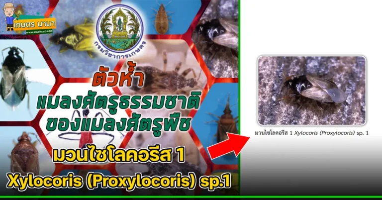 ตัวห้ำ มวนไซโลคอรีส 1 Xylocoris (Proxylocoris) sp.1 แมลงศัตรูธรรมชาติ ของแมลงศัตรูพืช