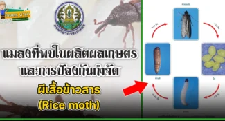 ผีเสื้อข้าวสาร (Rice moth) แมลงศัตรูของเมล็ดพืช และผลิตผลเกษตร