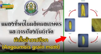 ผีเสื้อข้าวเปลือก (Angoumois grain moth) แมลงศัตรูของเมล็ดพืช และผลิตผลเกษตร