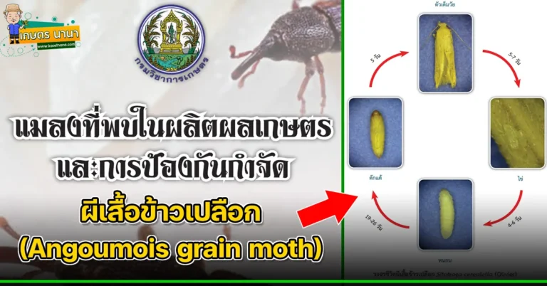 ผีเสื้อข้าวเปลือก (Angoumois grain moth) แมลงศัตรูของเมล็ดพืช และผลิตผลเกษตร