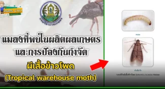 ผีเสื้อข้าวโพด (Tropical warehouse moth) แมลงศัตรูของเมล็ดพืช และผลิตผลเกษตร