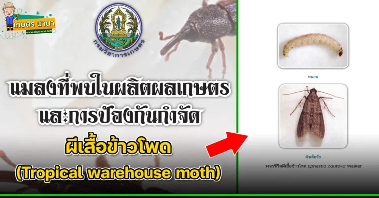 ผีเสื้อข้าวโพด (Tropical warehouse moth) แมลงศัตรูของเมล็ดพืช และผลิตผลเกษตร