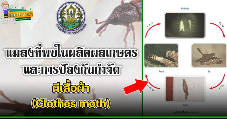 ผีเสื้อผ้า (Clothes moth) แมลงศัตรูของเมล็ดพืช และผลิตผลเกษตร