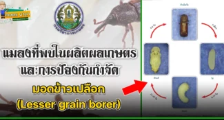 มอดข้าวเปลือก (Lesser grain borer) แมลงศัตรูของเมล็ดพืช และผลิตผลเกษตร