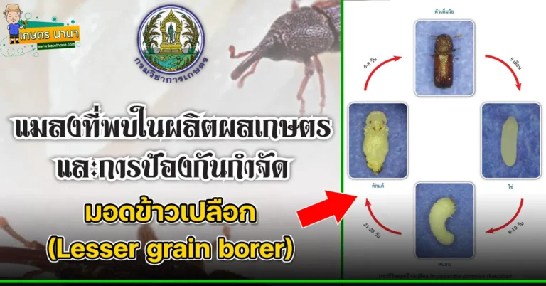 มอดข้าวเปลือก (Lesser grain borer) แมลงศัตรูของเมล็ดพืช และผลิตผลเกษตร