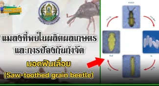 มอดฟันเลื่อย (Saw-toothed grain beetle) แมลงศัตรูของเมล็ดพืช และผลิตผลเกษตร