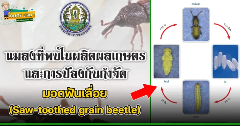 มอดฟันเลื่อย (Saw-toothed grain beetle) แมลงศัตรูของเมล็ดพืช และผลิตผลเกษตร