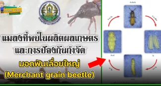 มอดฟันเลื่อยใหญ่ (Merchant grain beetle) แมลงศัตรูของเมล็ดพืช และผลิตผลเกษตร