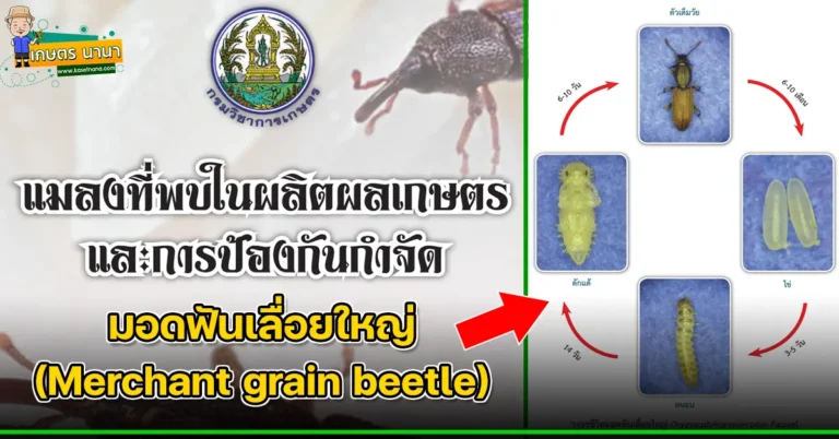 มอดฟันเลื่อยใหญ่ (Merchant grain beetle) แมลงศัตรูของเมล็ดพืช และผลิตผลเกษตร