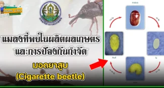 มอดยาสูบ (Cigarette beetle) แมลงศัตรูของเมล็ดพืช และผลิตผลเกษตร