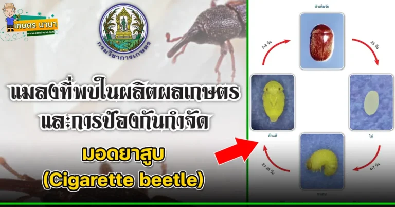 มอดยาสูบ (Cigarette beetle) แมลงศัตรูของเมล็ดพืช และผลิตผลเกษตร