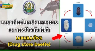 มอดสมุนไพร (Drug store beetle) แมลงศัตรูของเมล็ดพืช และผลิตผลเกษตร