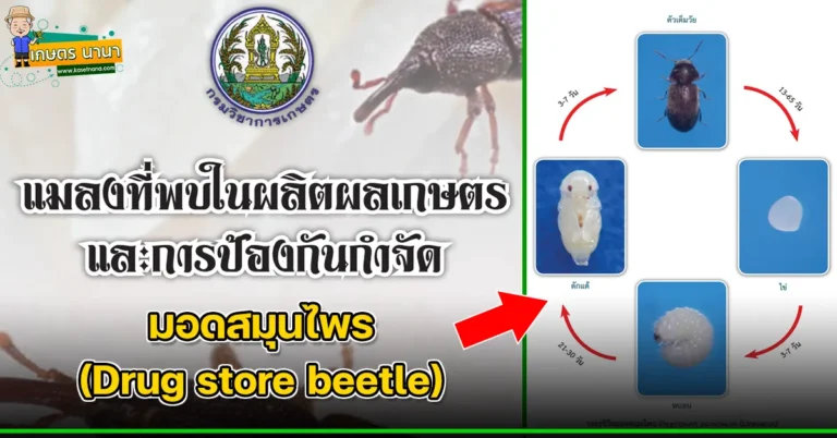 มอดสมุนไพร (Drug store beetle) แมลงศัตรูของเมล็ดพืช และผลิตผลเกษตร