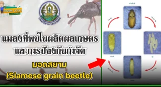 มอดสยาม (Siamese grain beetle) แมลงศัตรูของเมล็ดพืช และผลิตผลเกษตร