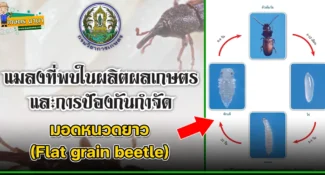 มอดหนวดยาว (Flat grain beetle) แมลงศัตรูของเมล็ดพืช และผลิตผลเกษตร