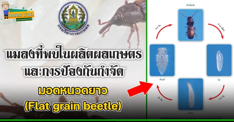 มอดหนวดยาว (Flat grain beetle) แมลงศัตรูของเมล็ดพืช และผลิตผลเกษตร