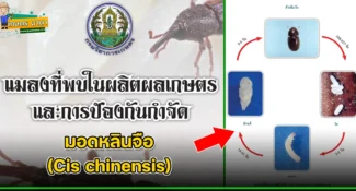 มอดหลินจือ (Cis chinensis) แมลงศัตรูของเมล็ดพืช และผลิตผลเกษตร