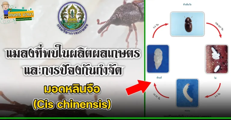 มอดหลินจือ (Cis chinensis) แมลงศัตรูของเมล็ดพืช และผลิตผลเกษตร