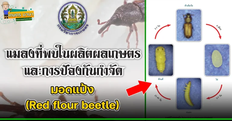 มอดแป้ง (Red flour beetle) แมลงศัตรูของเมล็ดพืช และผลิตผลเกษตร