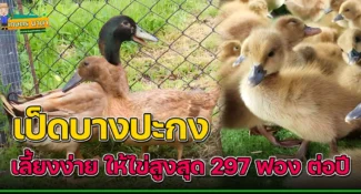 เป็ดบางปะกง เลี้ยงง่าย ให้ไข่สูงสุด 297 ฟอง ต่อปี