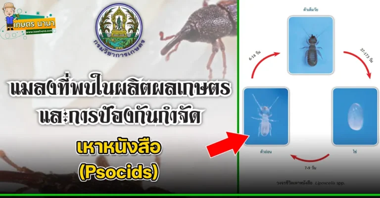 เหาหนังสือ (Psocids) แมลงศัตรูของเมล็ดพืช และผลิตผลเกษตร