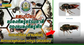 แตนเบียน สายพันธุ์ Antrocephalus mitys (Walker) แมลงศัตรูธรรมชาติ ของแมลงศัตรูพืช