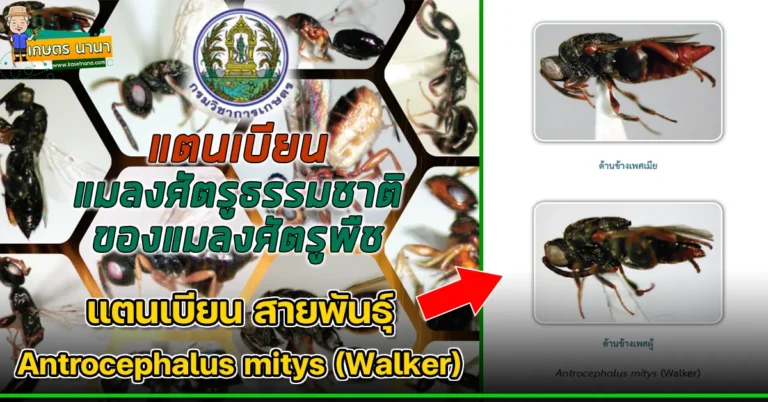 แตนเบียน สายพันธุ์ Antrocephalus mitys (Walker) แมลงศัตรูธรรมชาติ ของแมลงศัตรูพืช