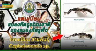 แตนเบียน สายพันธุ์ Cephalonomia sp. แมลงศัตรูธรรมชาติ ของแมลงศัตรูพืช