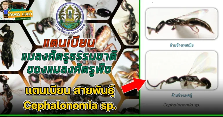 แตนเบียน สายพันธุ์ Cephalonomia sp. แมลงศัตรูธรรมชาติ ของแมลงศัตรูพืช