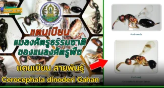 แตนเบียน สายพันธุ์ Cerocephala dinoderi Gahan แมลงศัตรูธรรมชาติ ของแมลงศัตรูพืช