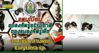 แตนเบียน สายพันธุ์ Eurytoma sp. แมลงศัตรูธรรมชาติ ของแมลงศัตรูพืช