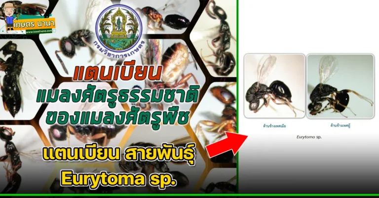 แตนเบียน สายพันธุ์ Eurytoma sp. แมลงศัตรูธรรมชาติ ของแมลงศัตรูพืช