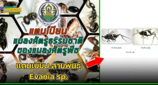 แตนเบียน สายพันธุ์ Evania sp. แมลงศัตรูธรรมชาติ ของแมลงศัตรูพืช