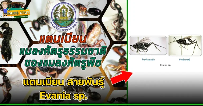 แตนเบียน สายพันธุ์ Evania sp. แมลงศัตรูธรรมชาติ ของแมลงศัตรูพืช