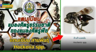 แตนเบียน สายพันธุ์ Hockeria spp. แมลงศัตรูธรรมชาติ ของแมลงศัตรูพืช