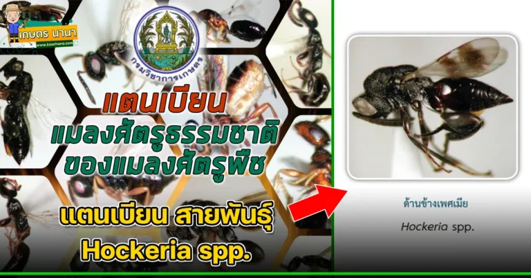 แตนเบียน สายพันธุ์ Hockeria spp. แมลงศัตรูธรรมชาติ ของแมลงศัตรูพืช