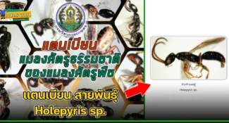 แตนเบียน สายพันธุ์ Holepyris sp. แมลงศัตรูธรรมชาติ ของแมลงศัตรูพืช