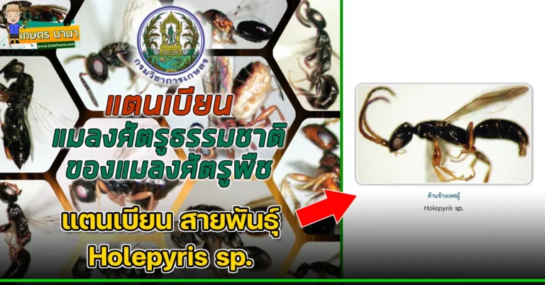 แตนเบียน สายพันธุ์ Holepyris sp. แมลงศัตรูธรรมชาติ ของแมลงศัตรูพืช