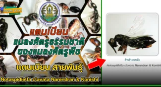 แตนเบียน สายพันธุ์ Notaspidiella clavata Narendran & Konishi แมลงศัตรูธรรมชาติ ของแมลงศัตรูพืช